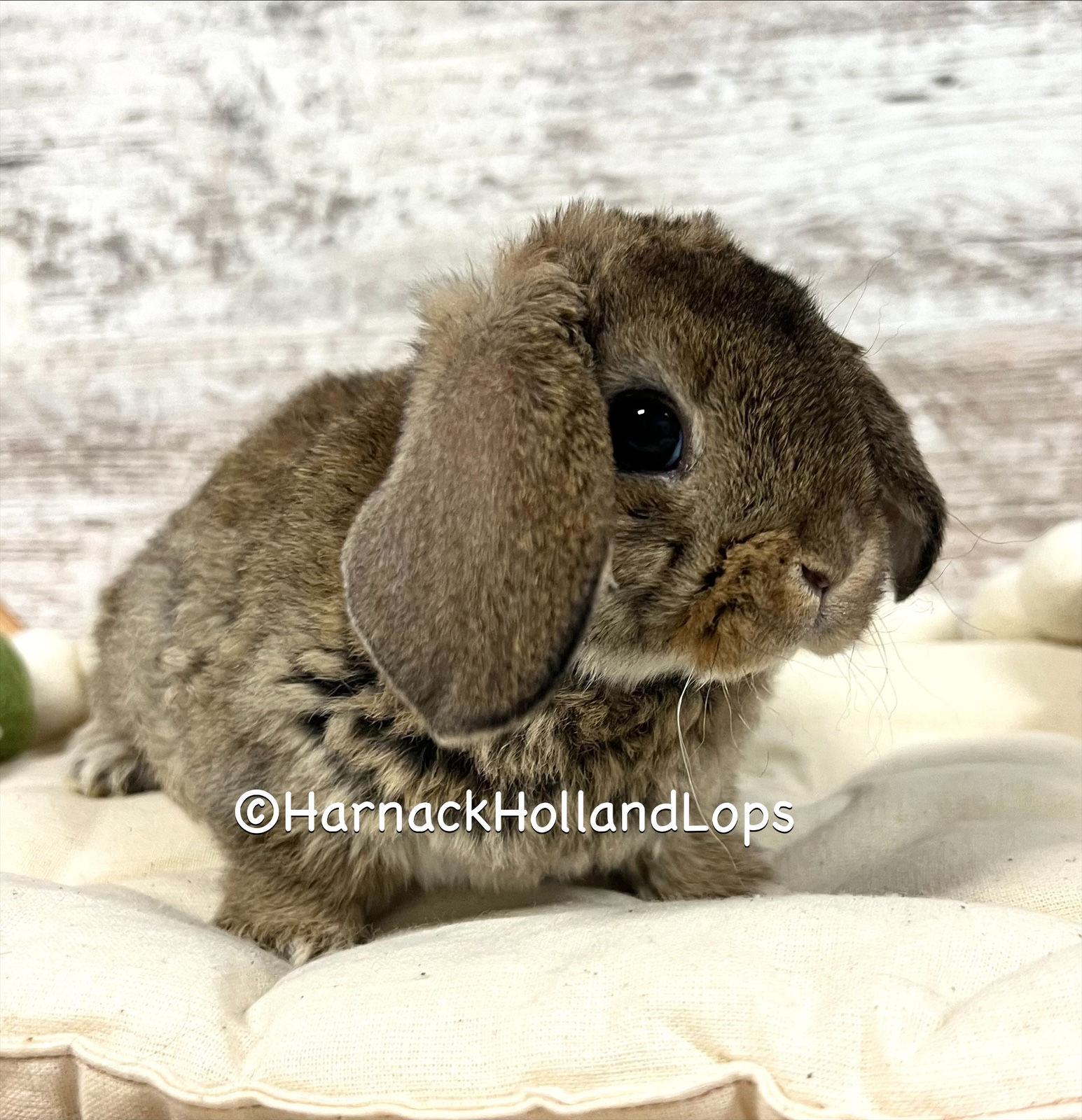 European Mini Plush Lop Chesnut Male $175
