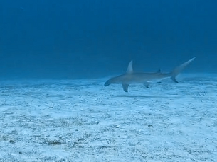 sharks cozumel reef bullshark diving