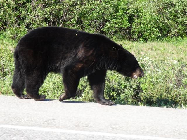 Black bear