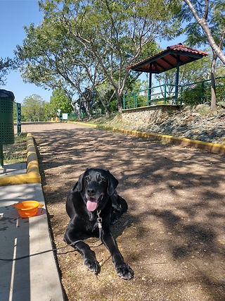 Gunner during his daily walk