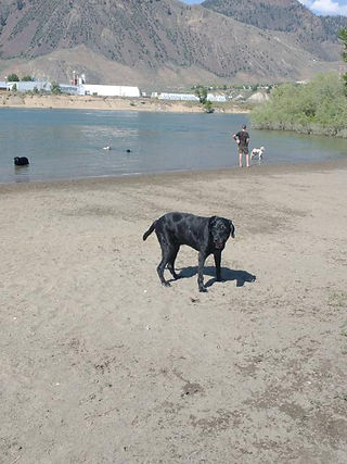 Dog beach in Kamloops