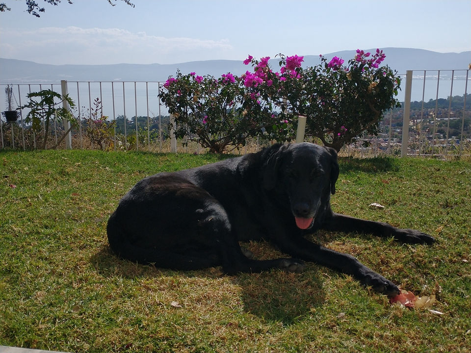 Gunner at the condo