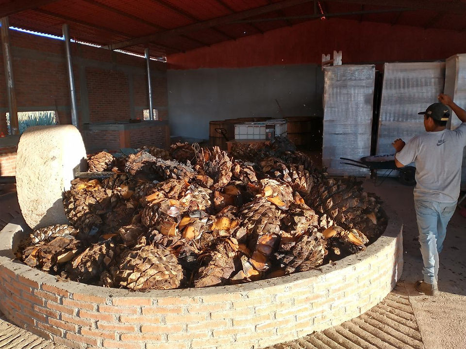 Piñas ready for processing