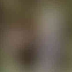 forest wedding fairty tale woods woodland redwood trees