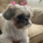 dog_grooming_kent_ohio_3