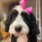kent_ohio_dog_grooming