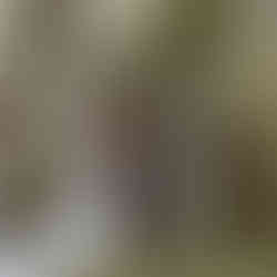 fairy tale wedding arch woods forest