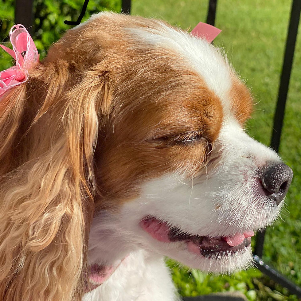 kent_ohio_dog_grooming_shop