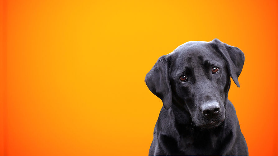 Pooper Scooper Service near me.jpg