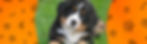 Sugar Grove, IL Pooper Scooper Service.jpg