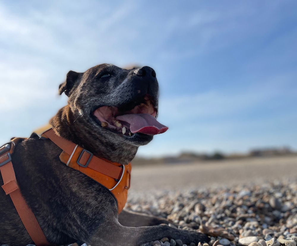 Dog walking and pet care in Gorleston