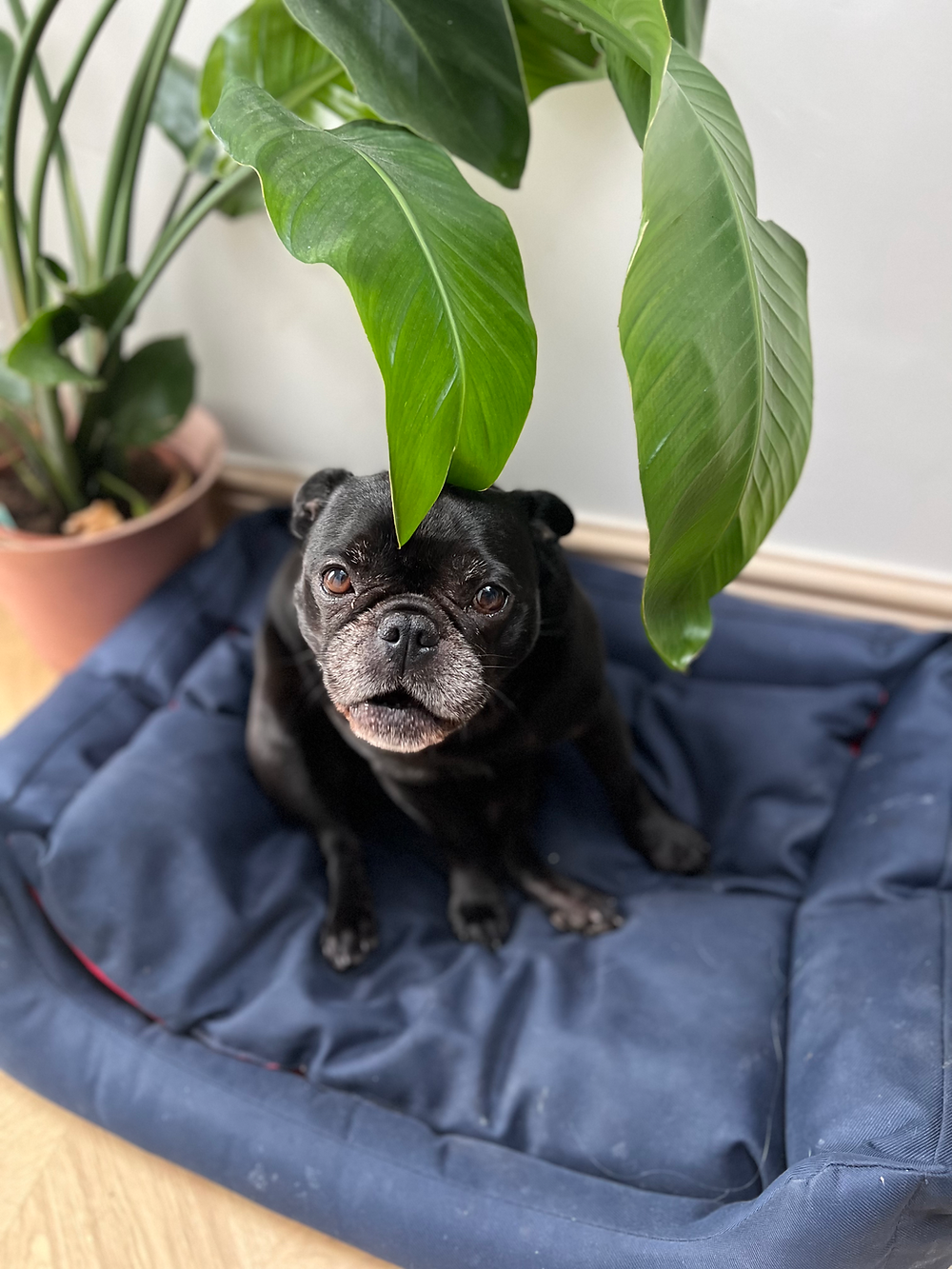 Dog walking and pet care in Gorleston