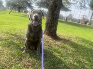Skye | Labrador Retriever | Hawthorn, CA | In - Training