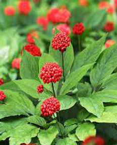 Panax Ginseng