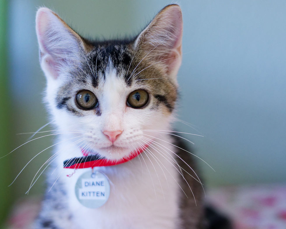 Diane Kitten