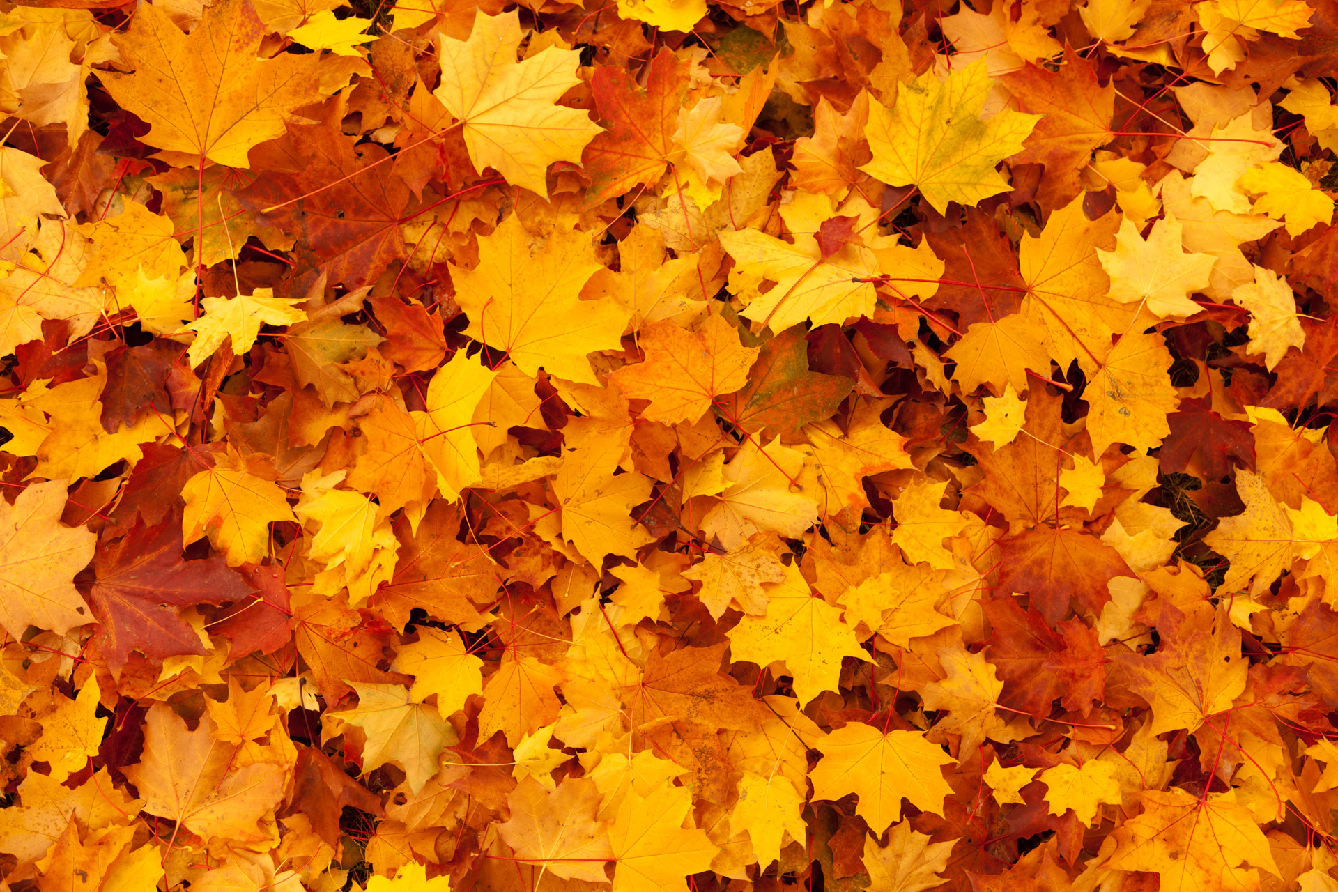 maple-leaves-background (2)