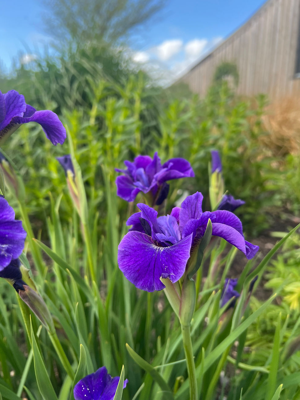 Thumbnail: Iris sibirica 'Ruffled Velvet' ORGANIC