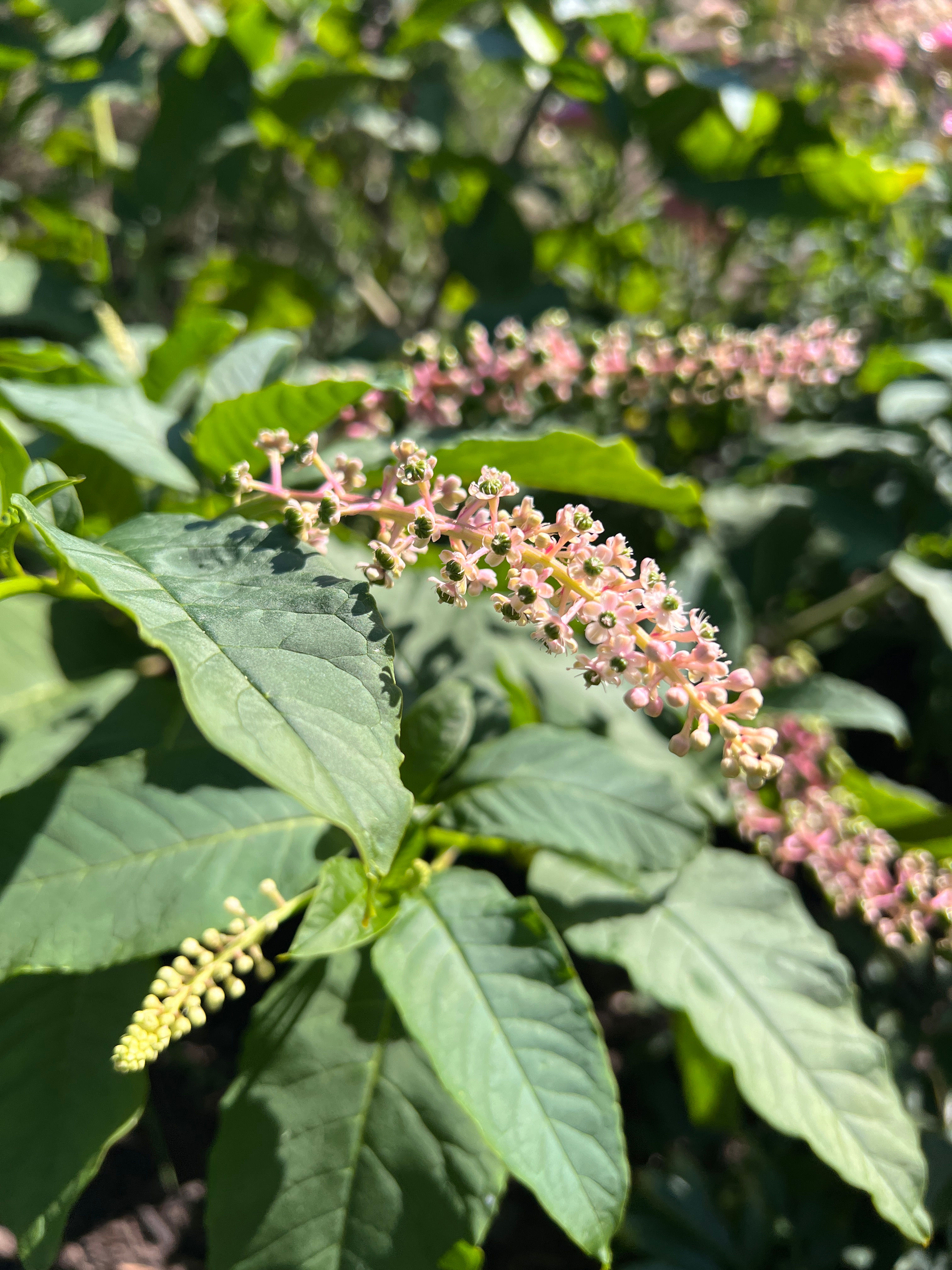 Phytolacca americana