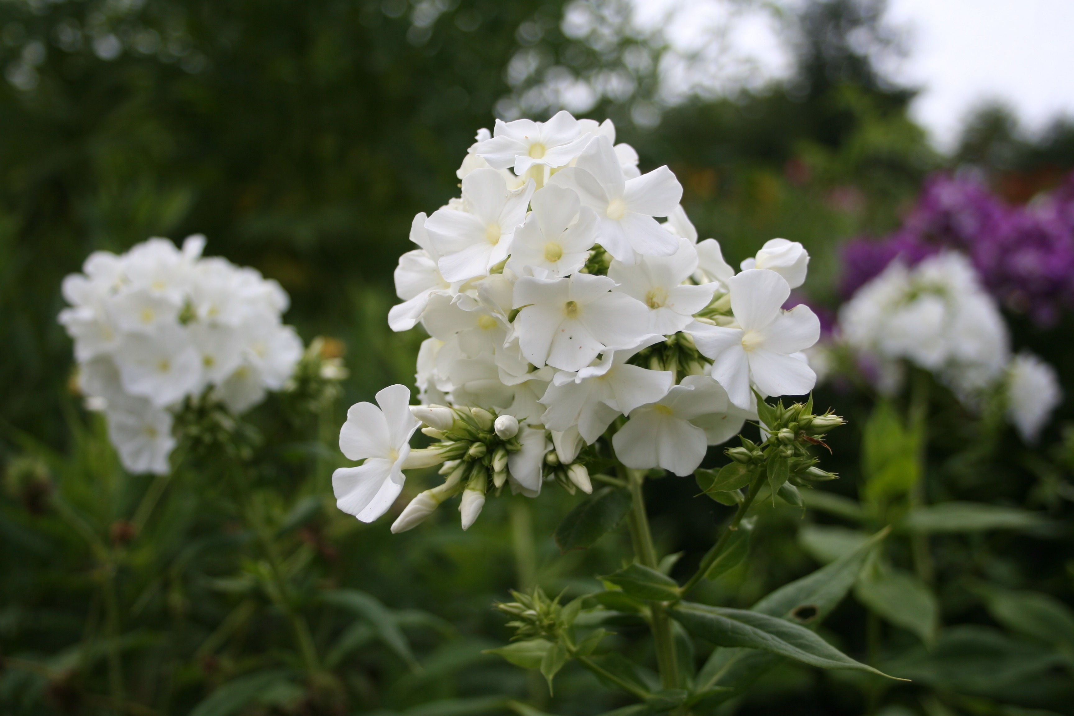 Phlox paniculata 'White Admiral'