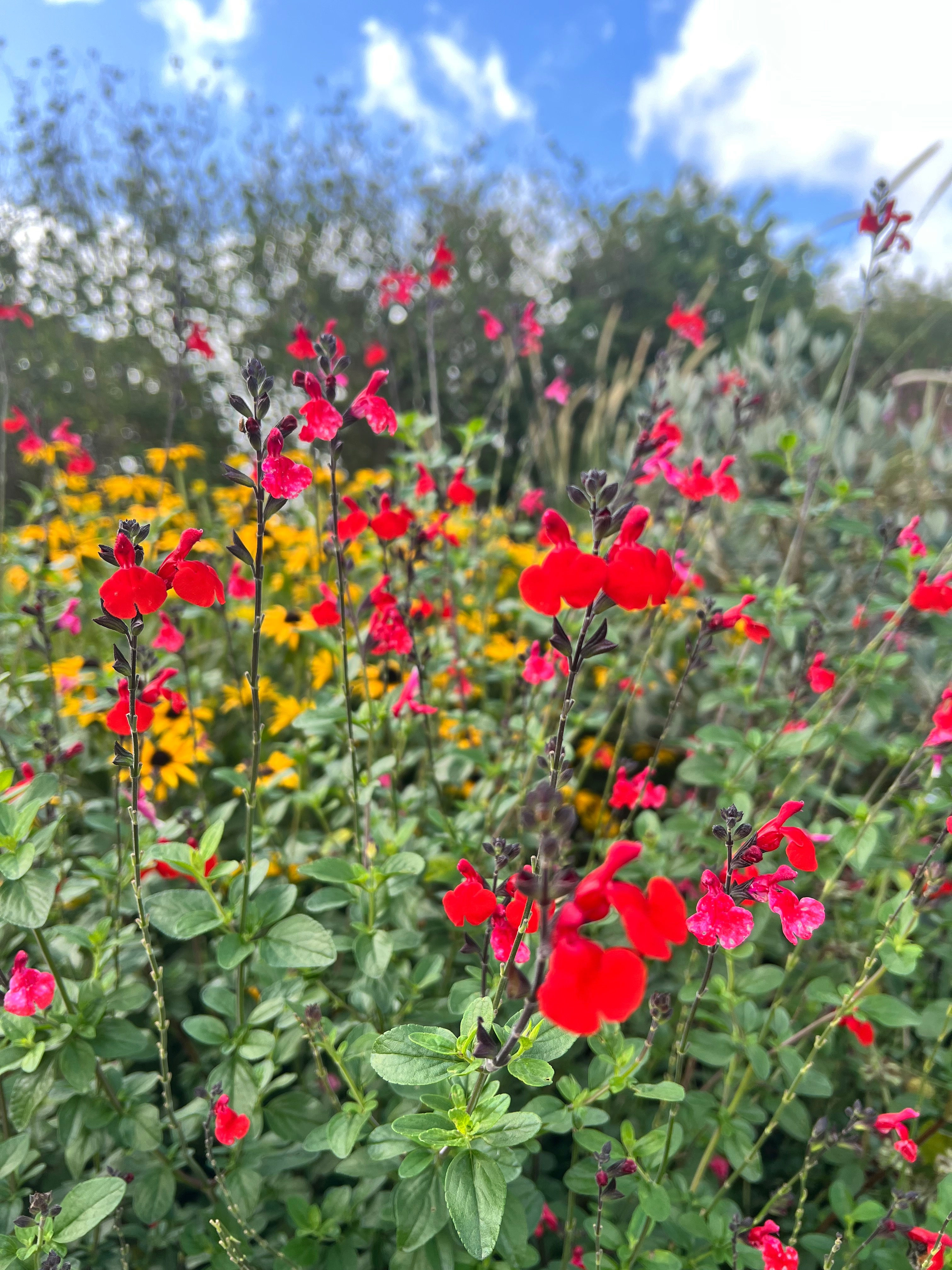 Salvia x jamensis 'Royal Bumble'