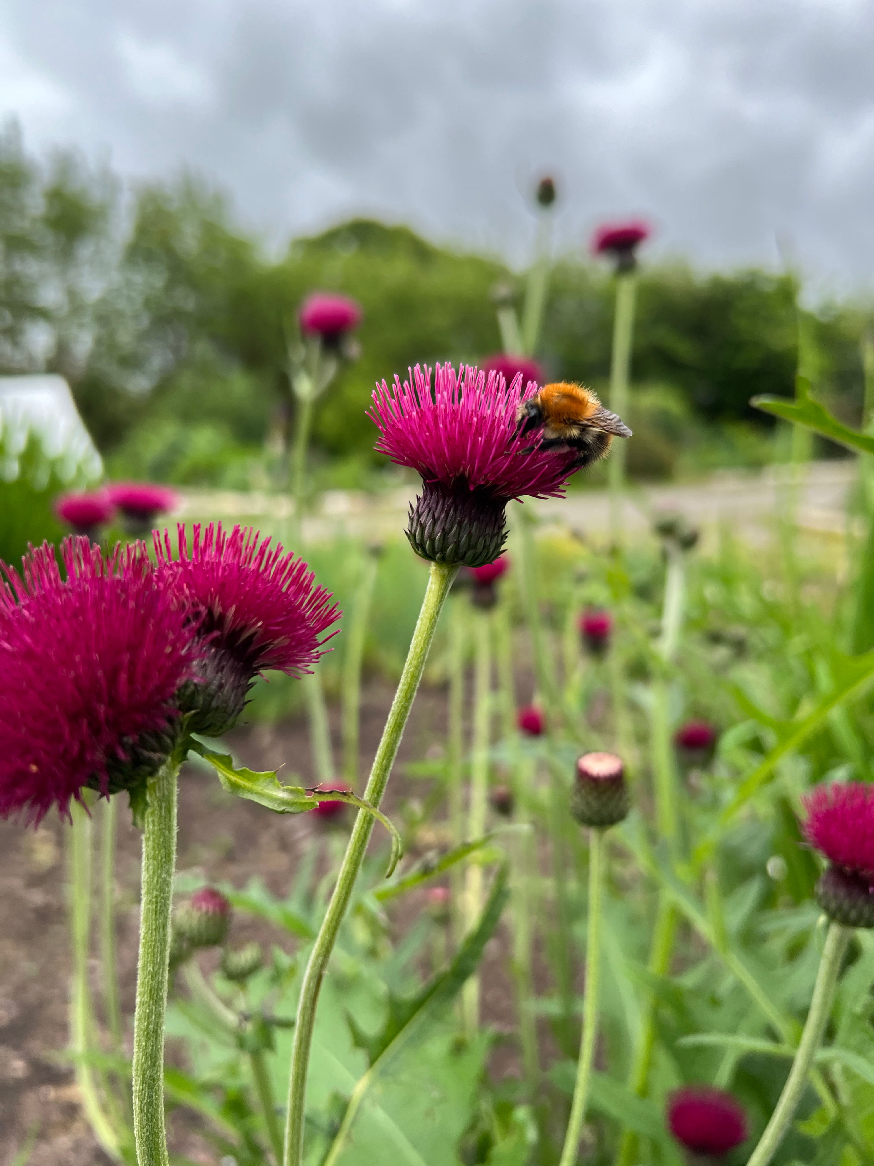 Cirsium rivulare 'Atropurpurea'