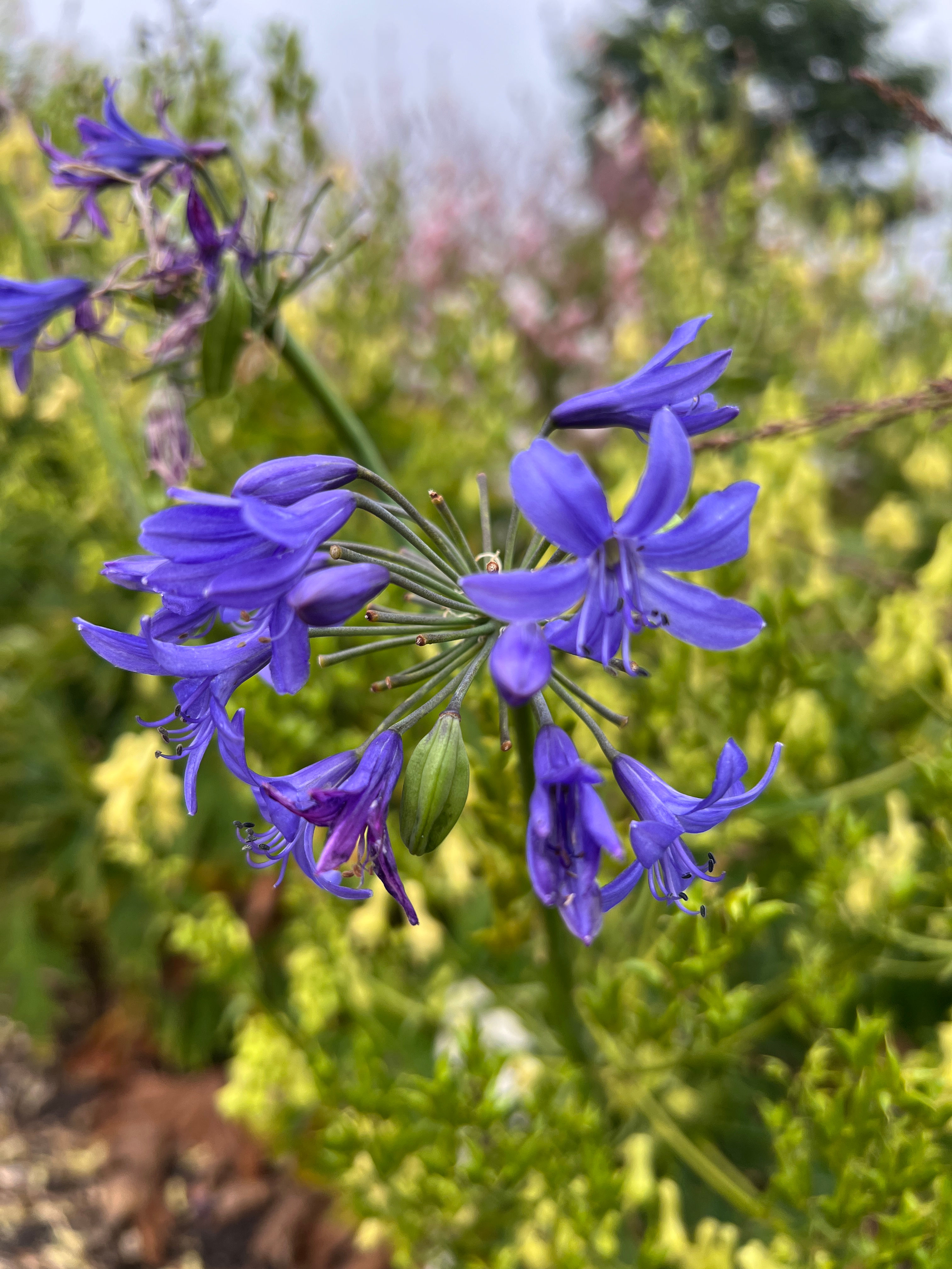 Agapanthus 'Lilliput'