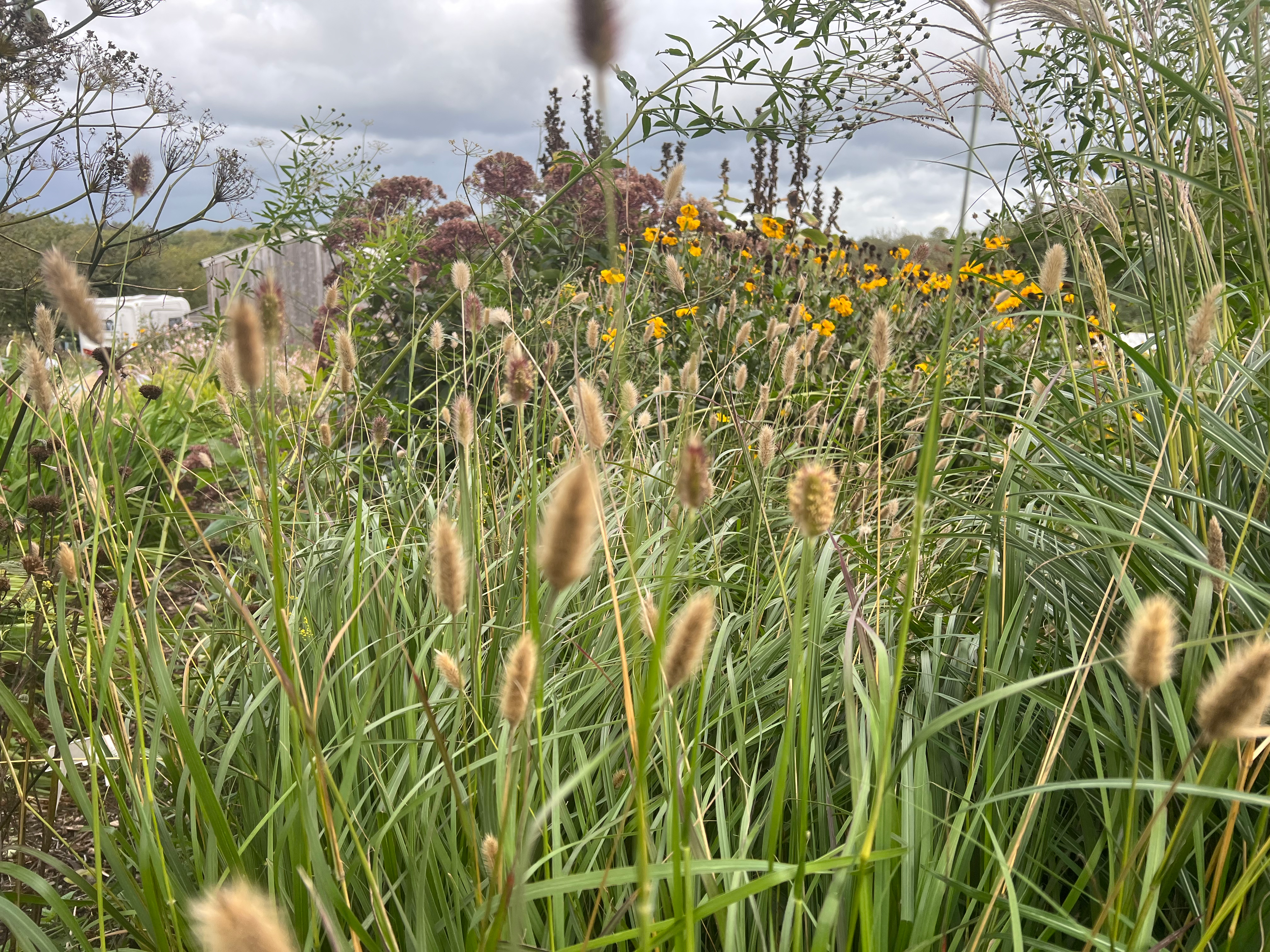 Pennisetum thunbergii 'Red Buttons'