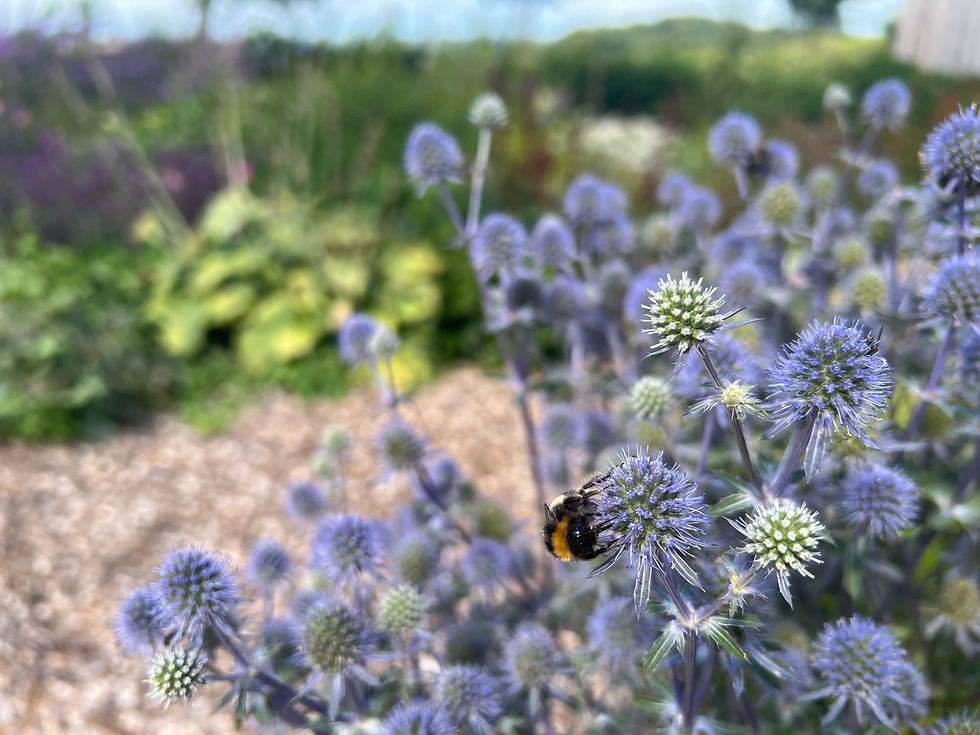 Thumbnail: Eryngium plannum ORGANIC