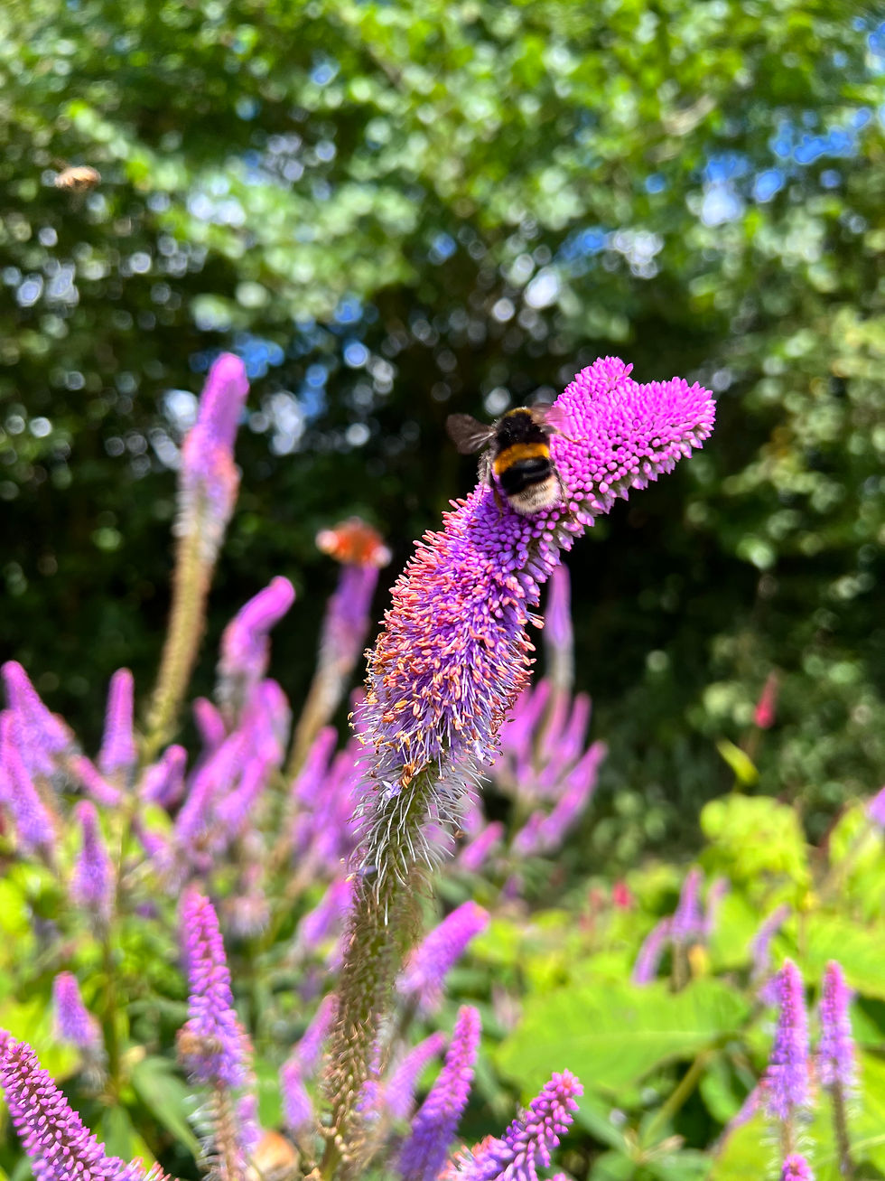 Thumbnail: Veronicastrum virginicum 'Fascination'