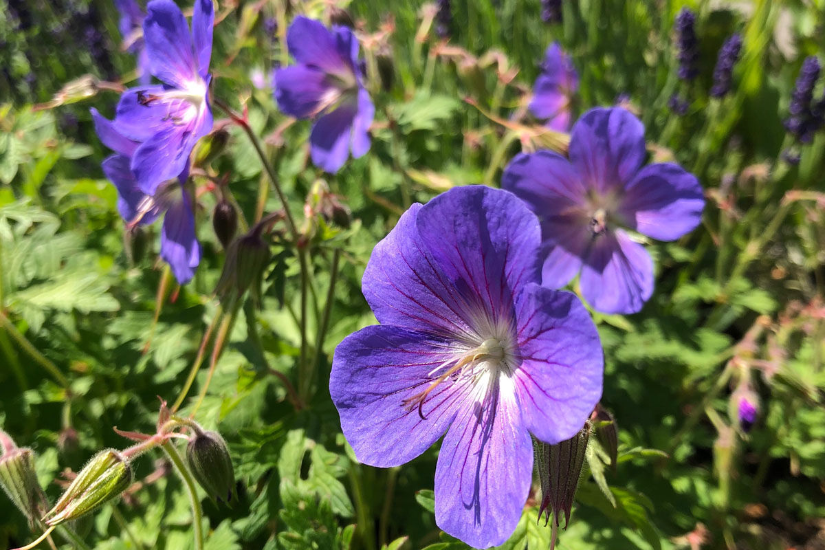 Geranium x johnsonii 'Johnsons Blue'