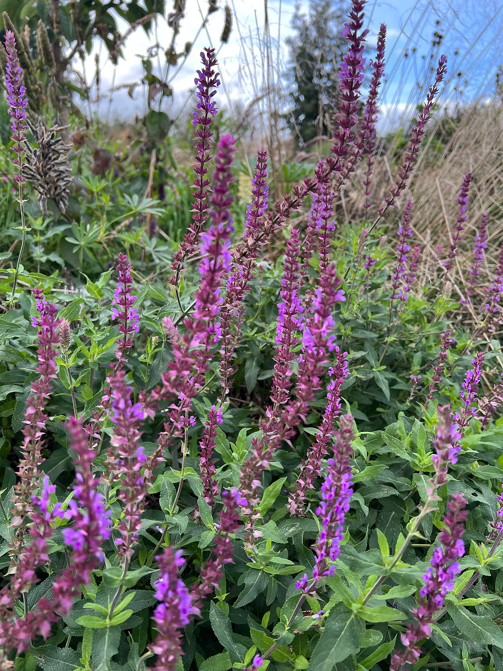 Thumbnail: Salvia nemerosa 'Amethyst'