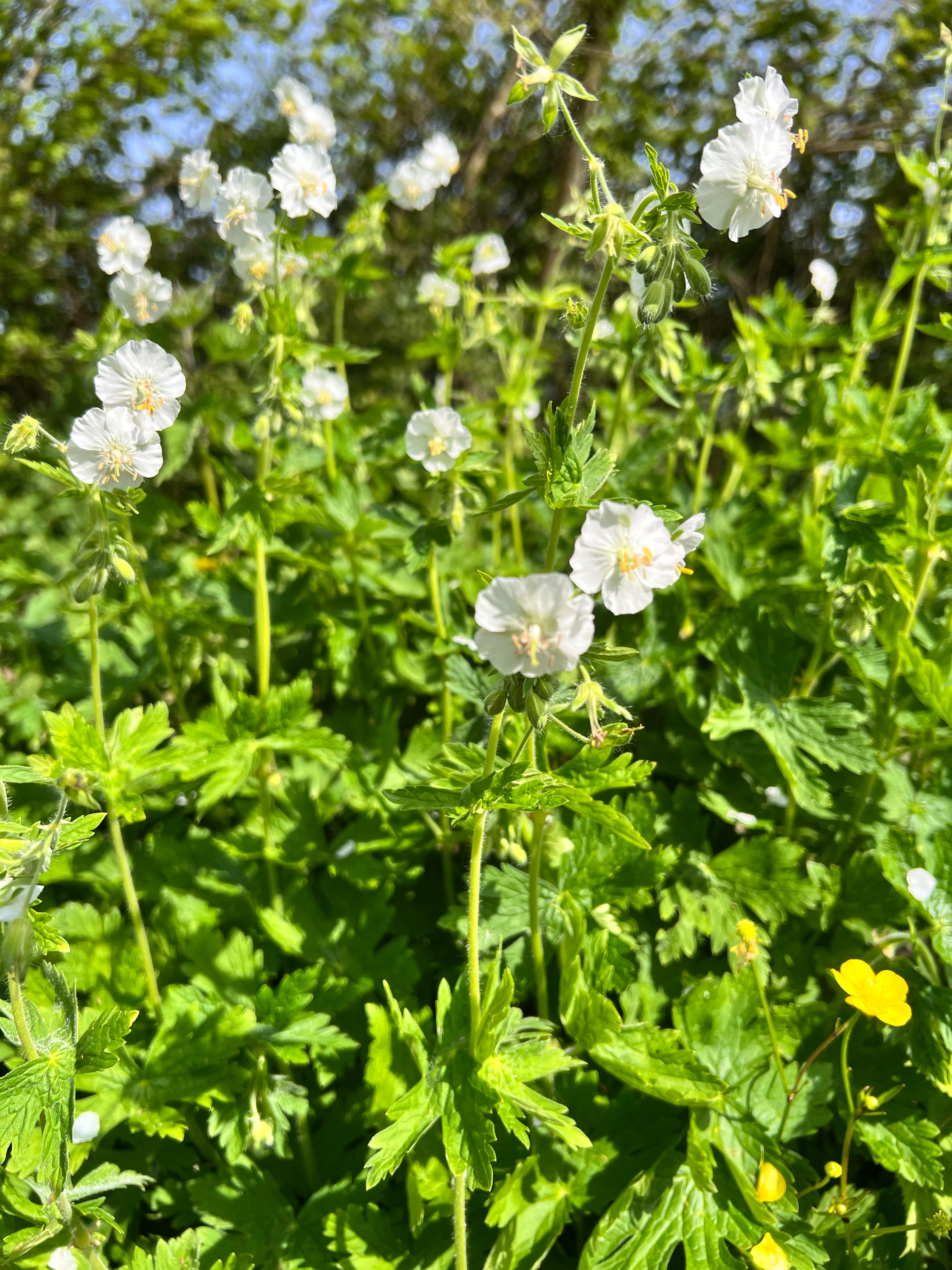 Geranium phaeum 'Album' organic peat free