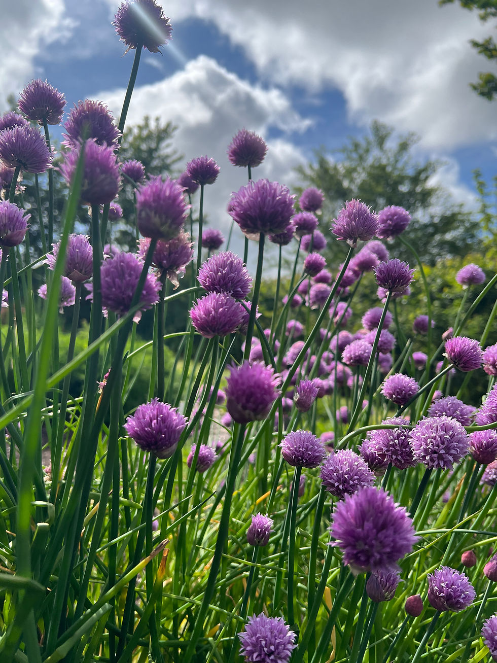 Thumbnail: Chives ‘Nelly’ ORGANIC Allium schoenoprasum