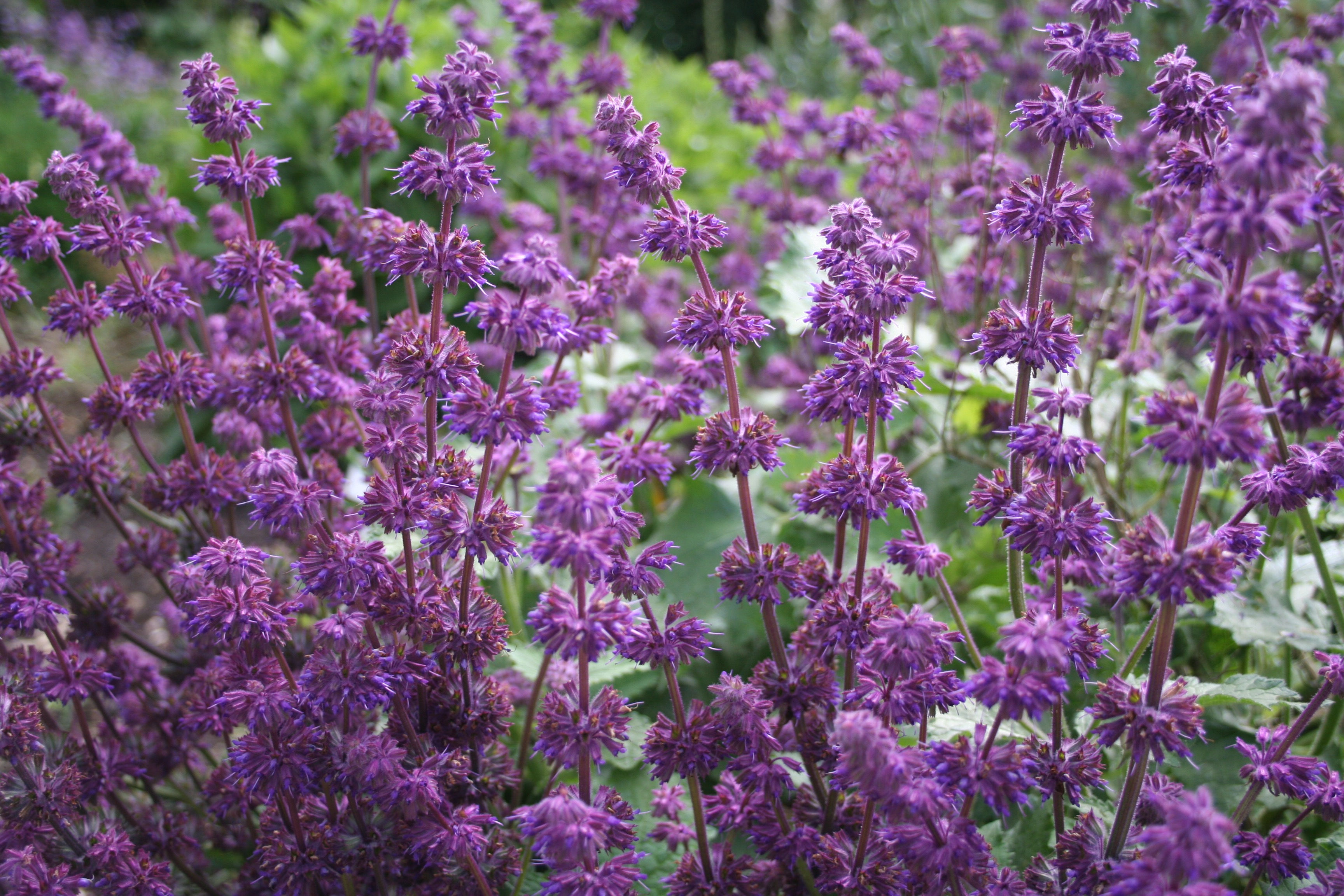Salvia verticillata 'Purple Rain'