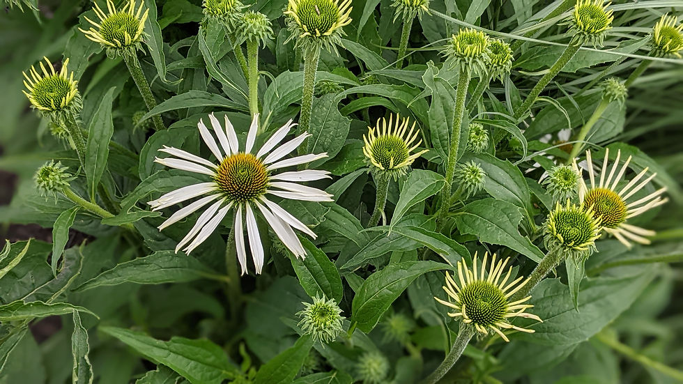 Thumbnail: Echinacea purpurea 'White Swan'