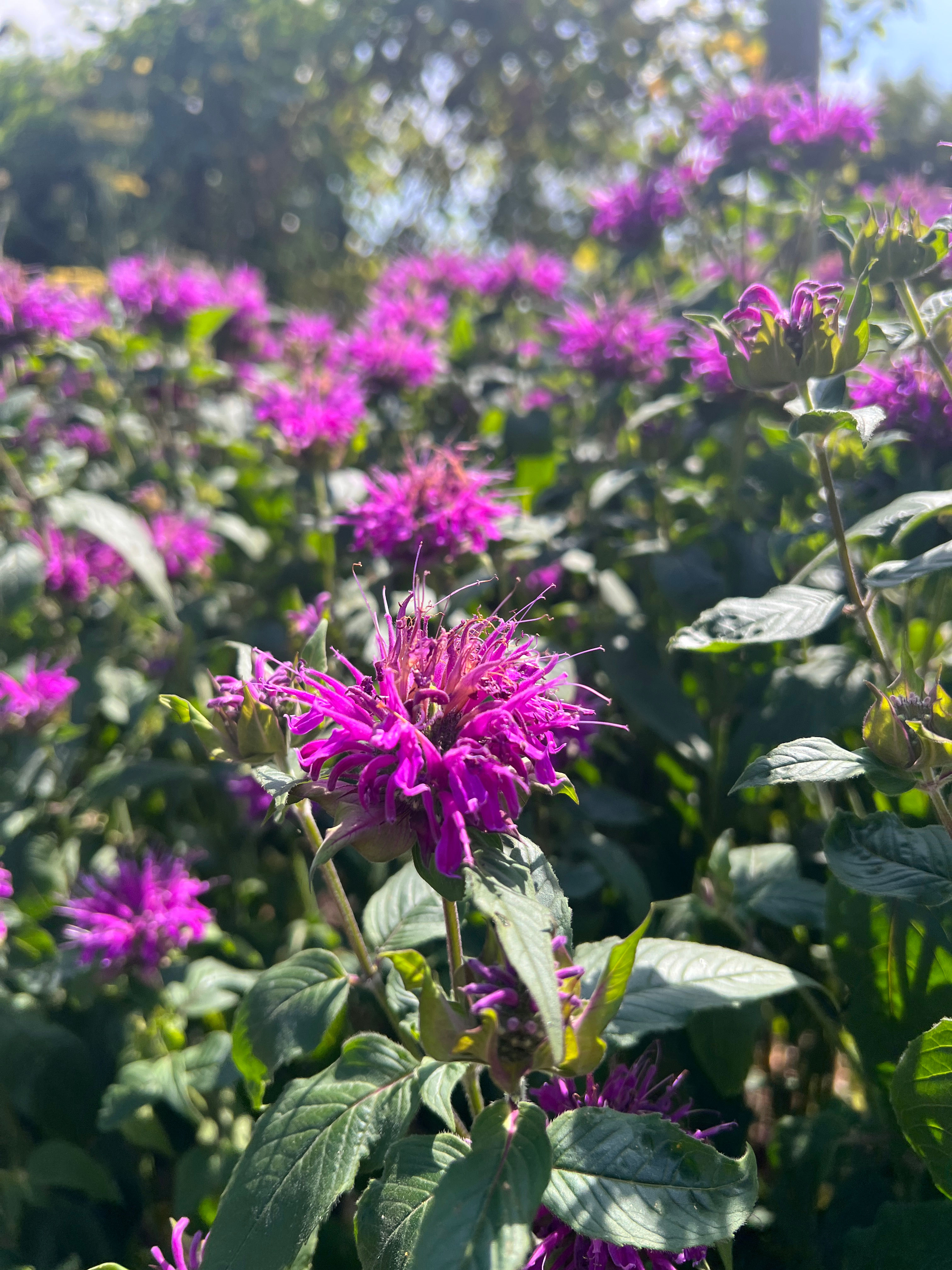 Monarda 'Prairie Night' ORGANIC