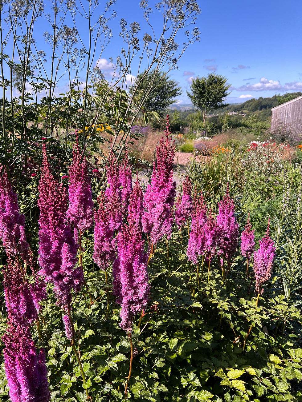 Thumbnail: Astilbe chinensis taquetii 'Purplanze'