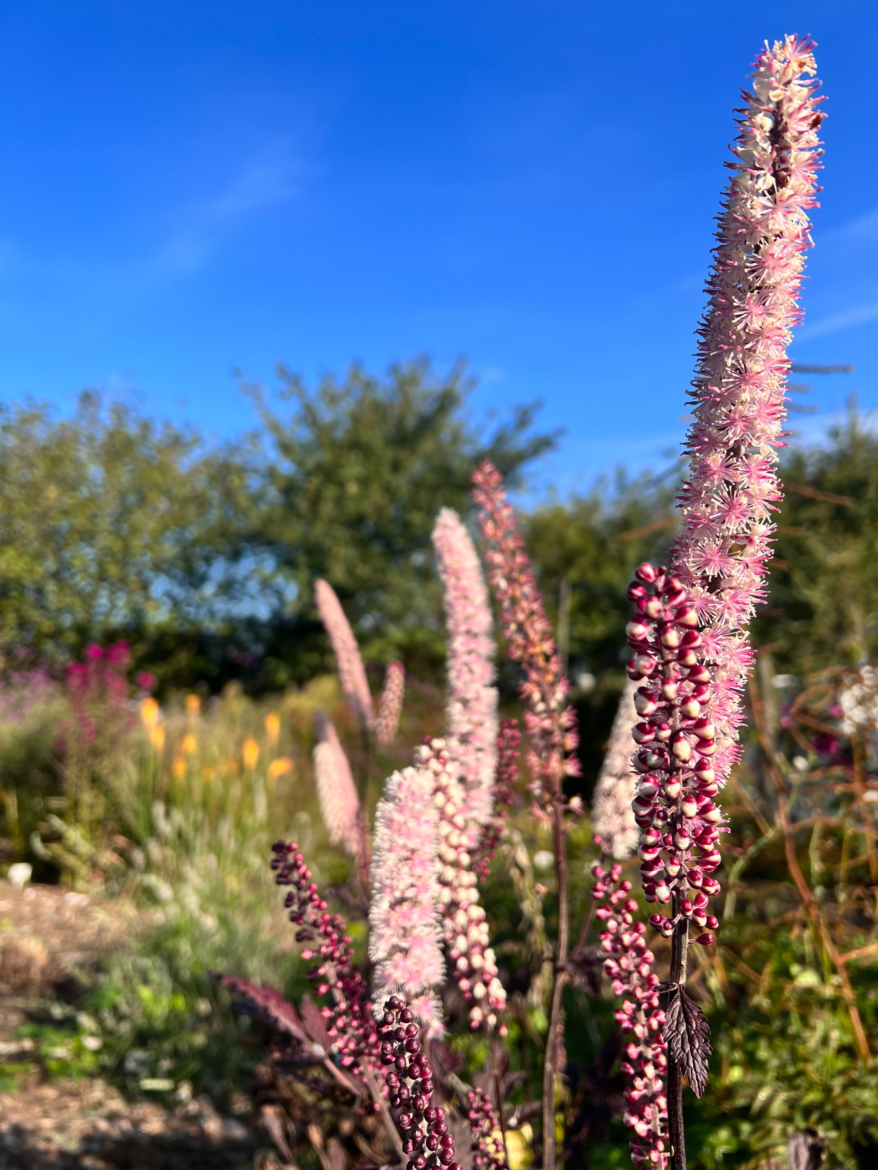 Actaea 'Chocoholic'