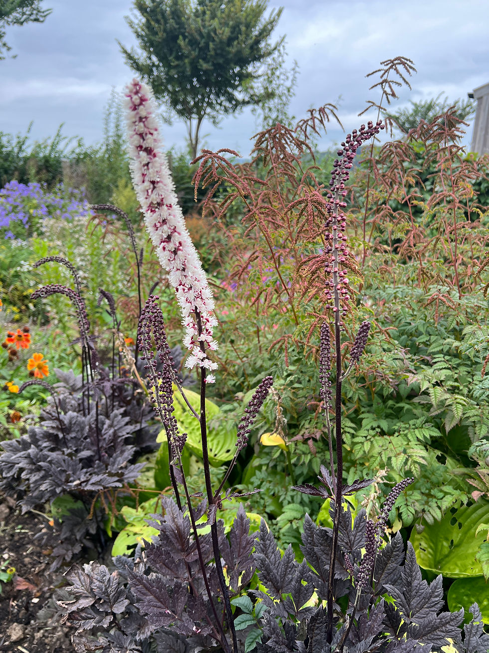 Thumbnail: Actaea 'Chocoholic'