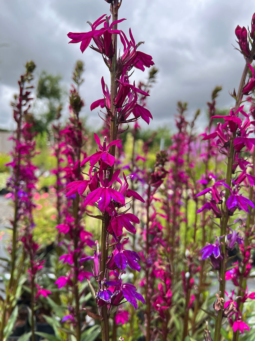 Thumbnail: Lobelia 'Tania'