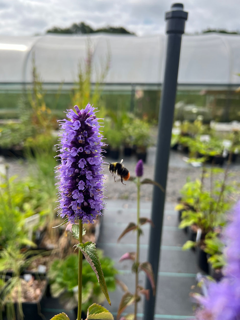 Thumbnail: Agastache anisata