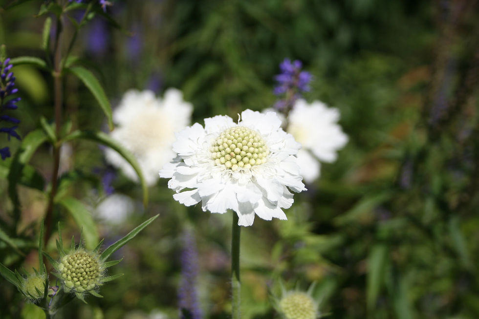 Thumbnail: Scabiosa 'Alba'