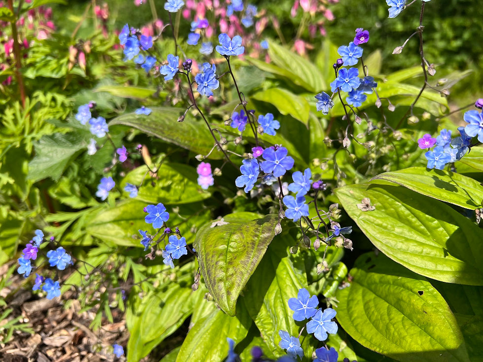 Thumbnail: Omphalodes 'Cherry Ingram'