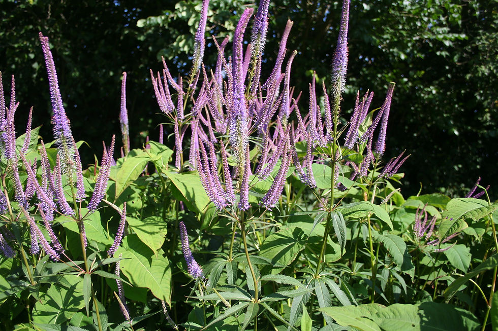 Thumbnail: Veronicastrum virginicum 'Fascination'