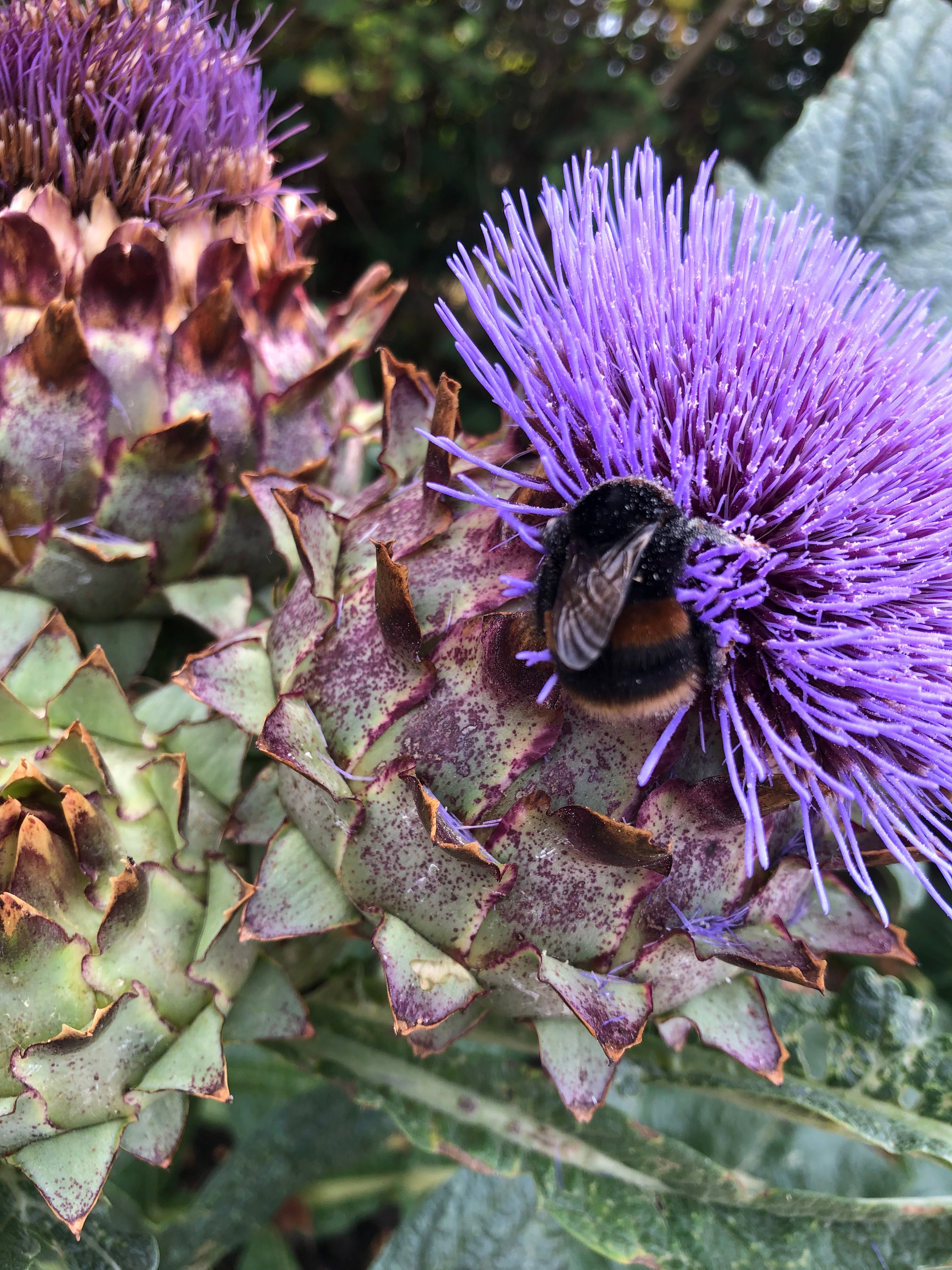 Cynara cardunculus