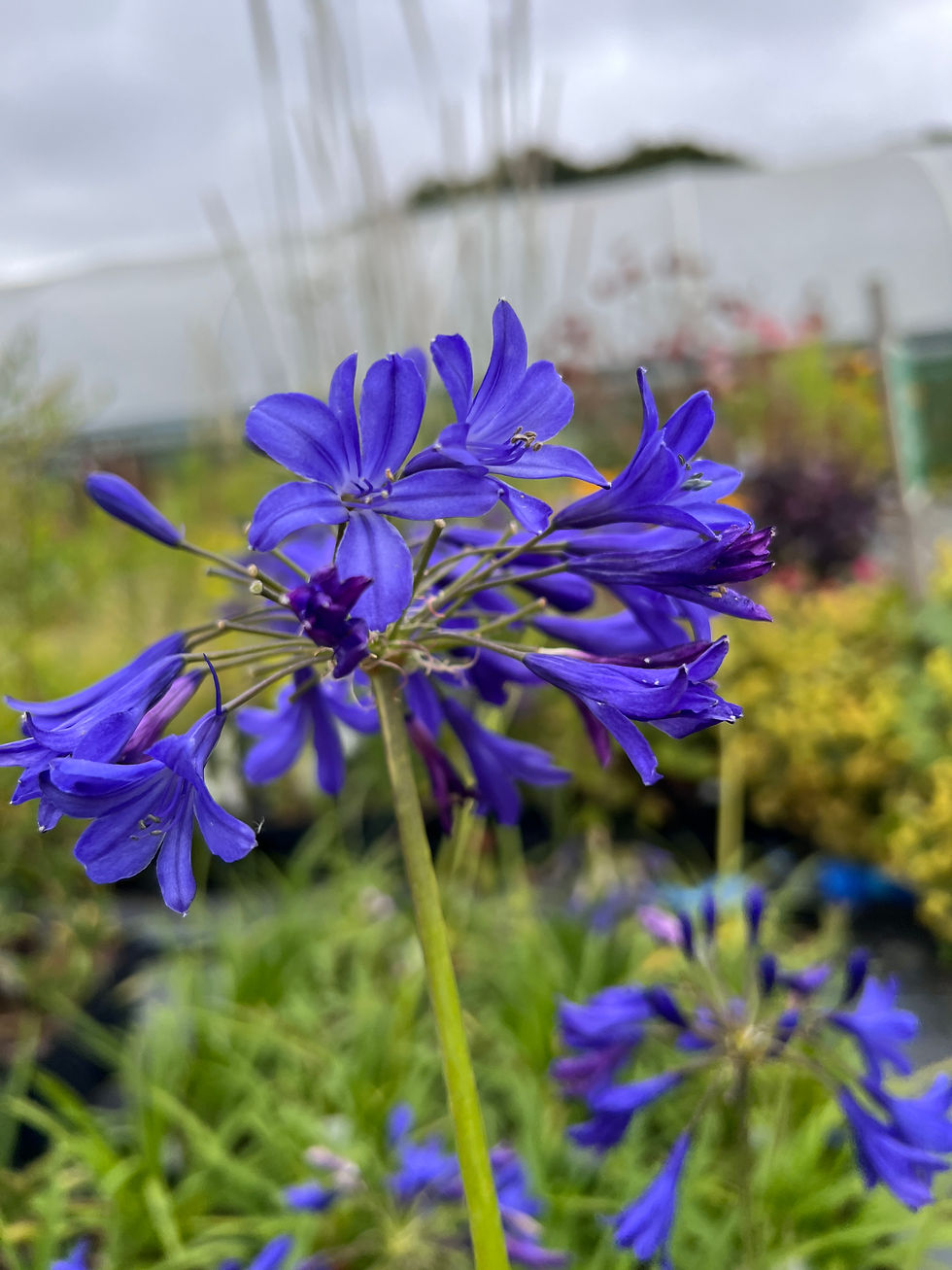 Thumbnail: Agapanthus 'Taw Valley'