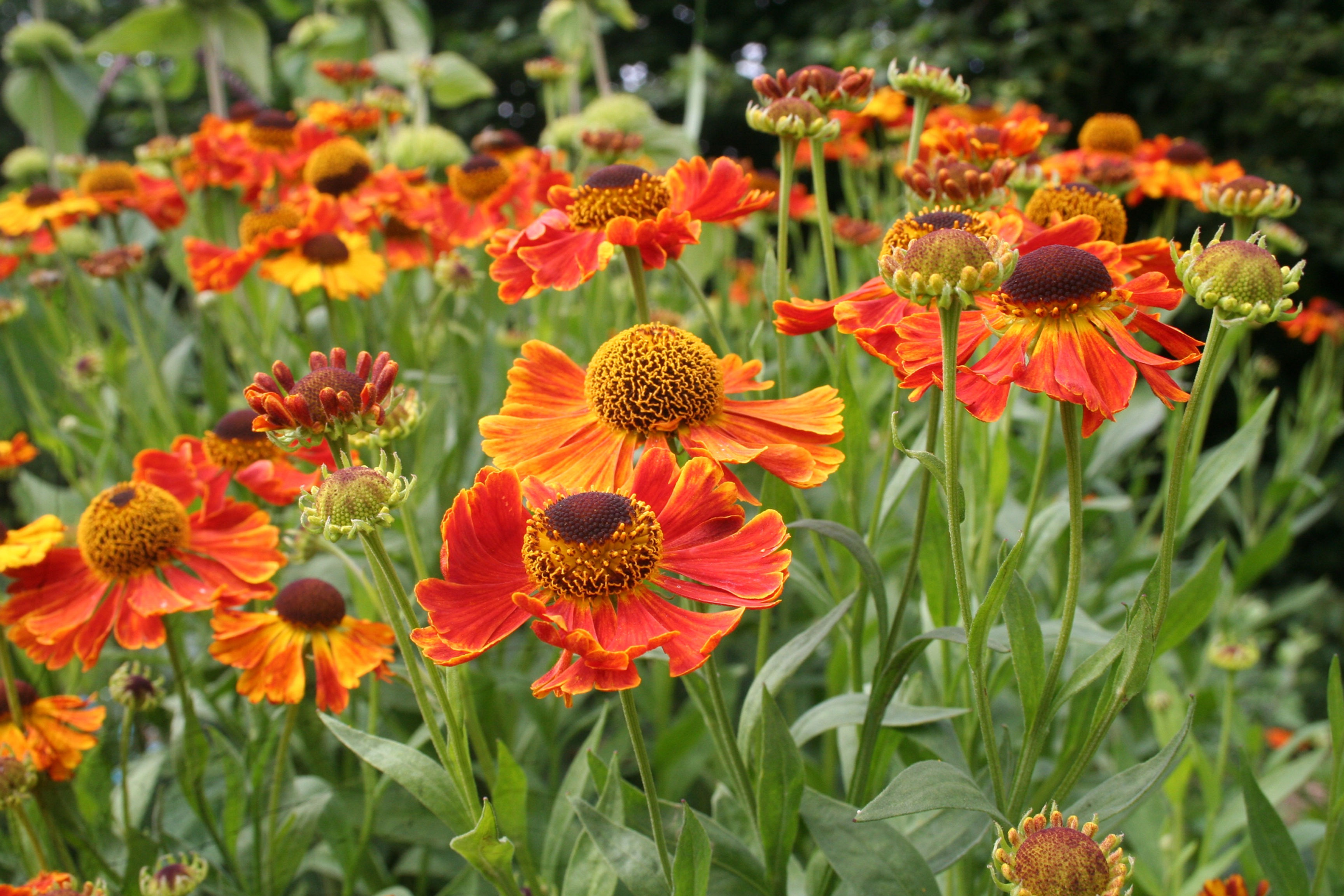 Helenium autumnale 'Waltraut'