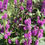 Thumbnail: Stachys monieri 'Hummelo'