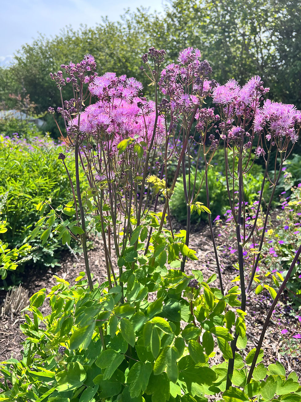 Thumbnail: Thalictrum 'Nimbus Pink' ORGANIC
