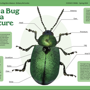 Green beetle infographic